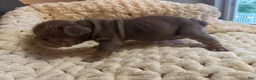French Bulldog dogs for sale: Carlotta - Ad 7