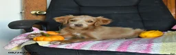 Cavapoo dogs for sale: Luke - Ad 5