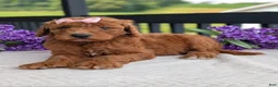 Goldendoodle dogs for sale: Miss Emmie - Ad 9