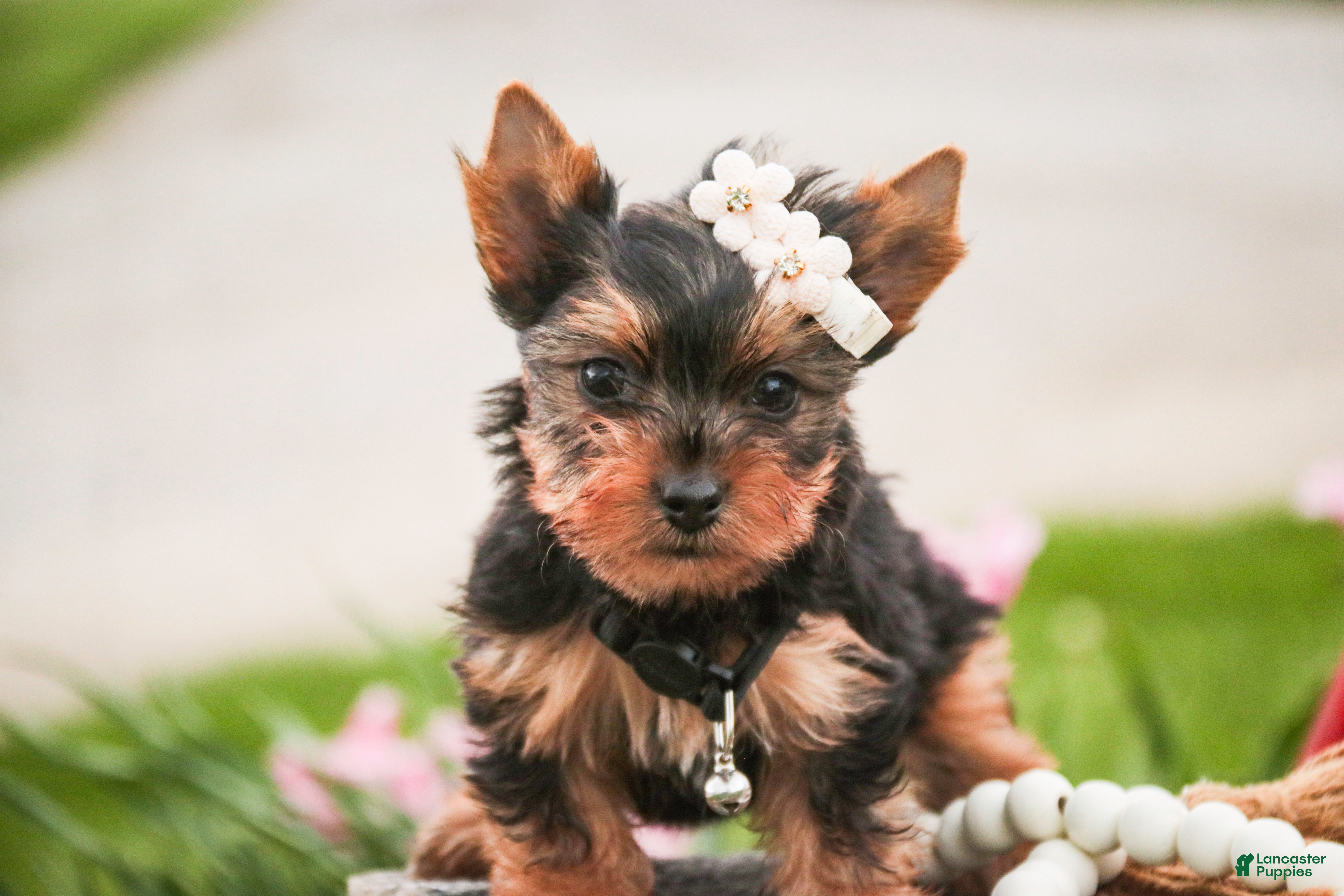 Yorkshire Terrier dogs Aspen - Ad 2