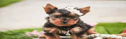 Yorkshire Terrier dogs for sale: Aspen - Ad 2
