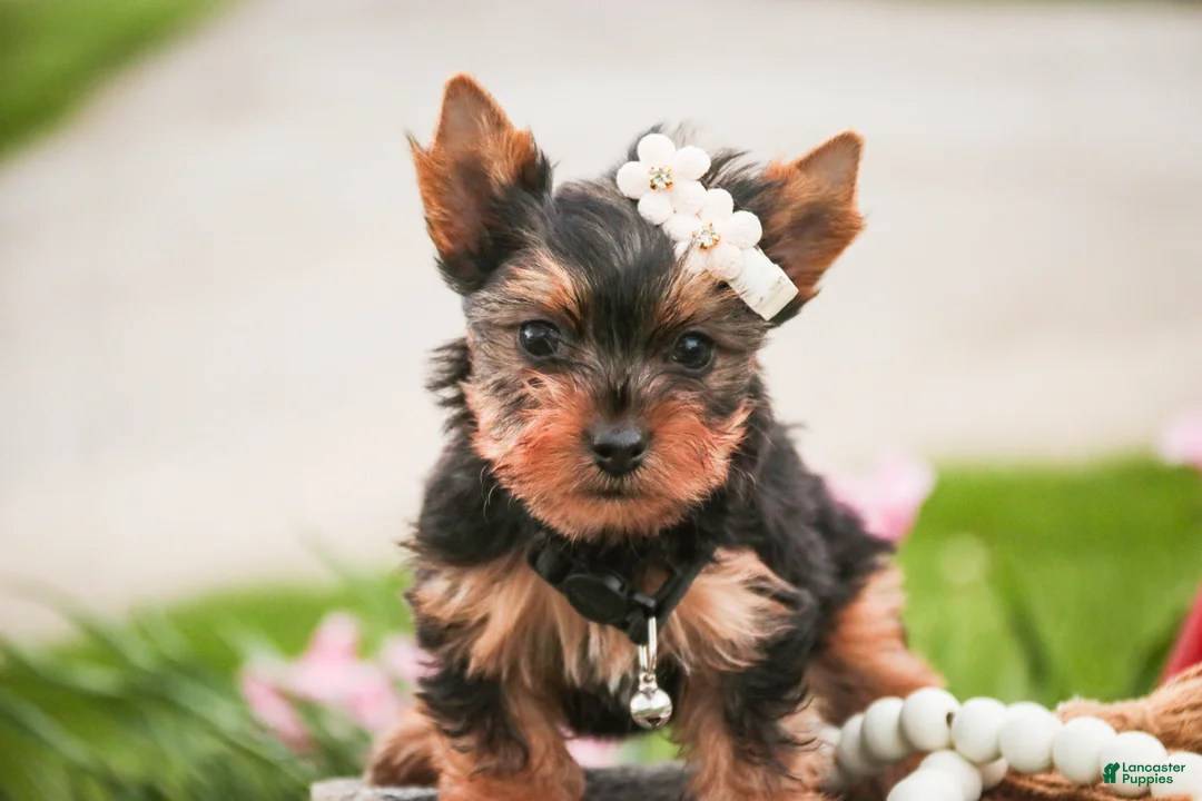 Yorkshire Terrier dogs for sale: Aspen - Ad 2