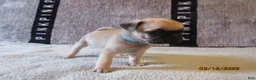 Pug dogs for sale: Pug Puppy 3 - Ad 8