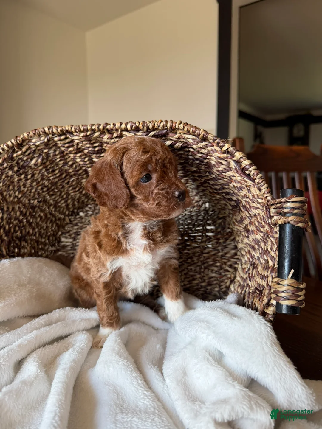 Mini Goldendoodle dogs for sale: Hazel - Ad 5