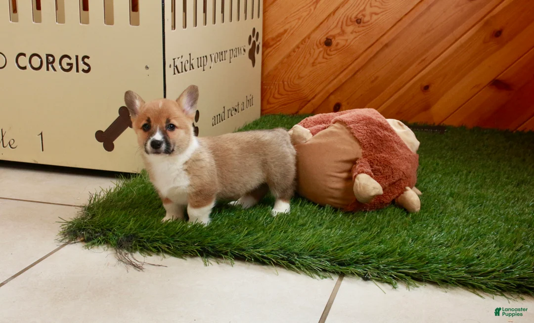 Welsh Corgi Pembroke dogs for sale: Welsh Corgi Pembroke (Candy) 8911 - Ad 1