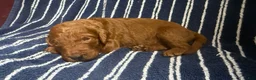Goldendoodle dogs for sale: 💙 Mr. Royal Blue - Ad 2