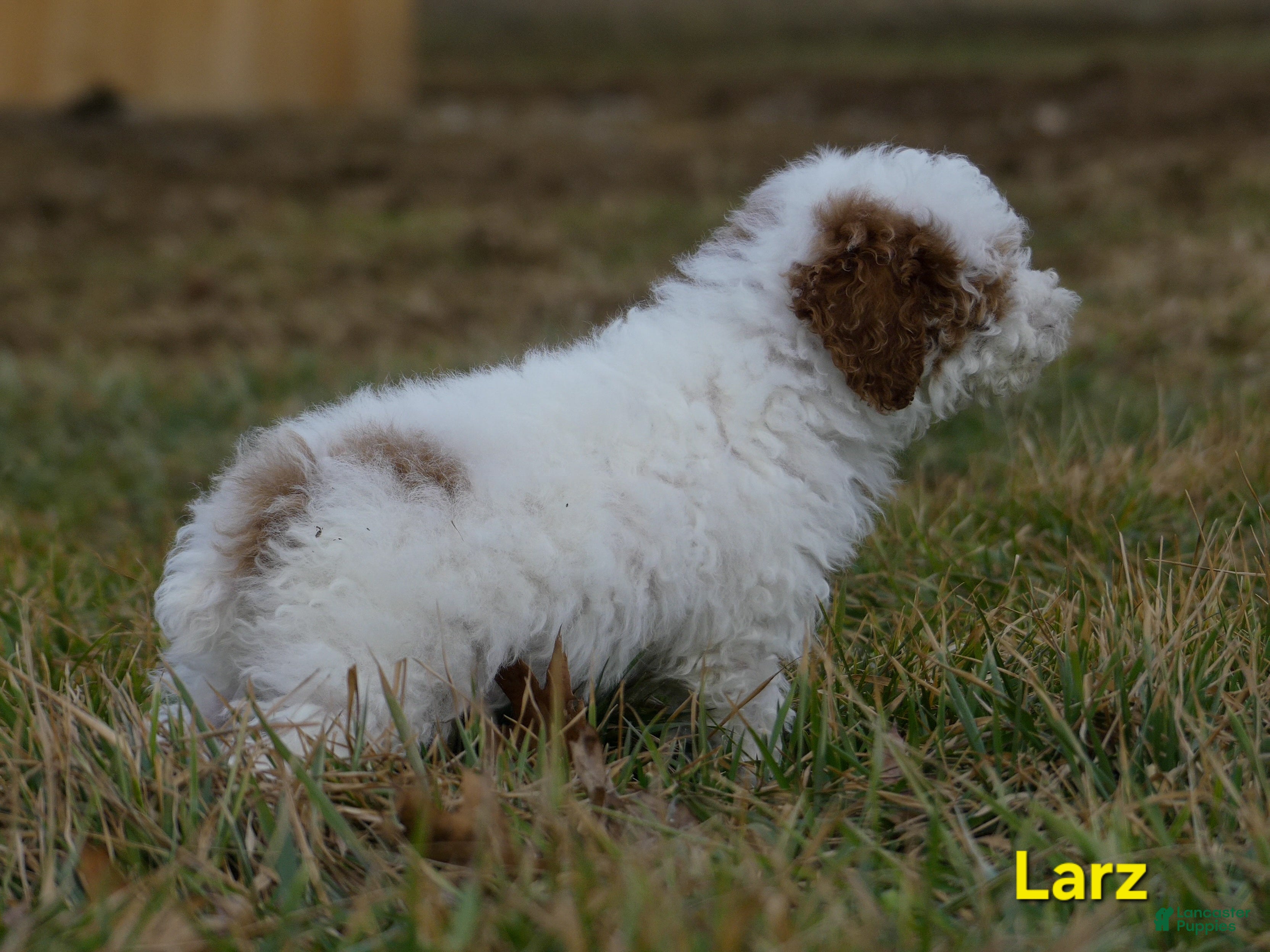 Miniature Poodle dogs Larz - Ad 2