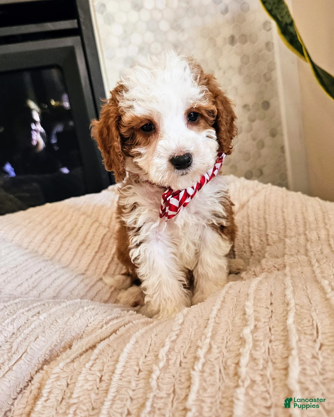 Mini Goldendoodle dogs for sale: Atlas - Male Petite Mini Goldendoodle - Ad 2