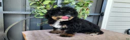 Mini Bernedoodle dogs for sale: Karly - Ad 5