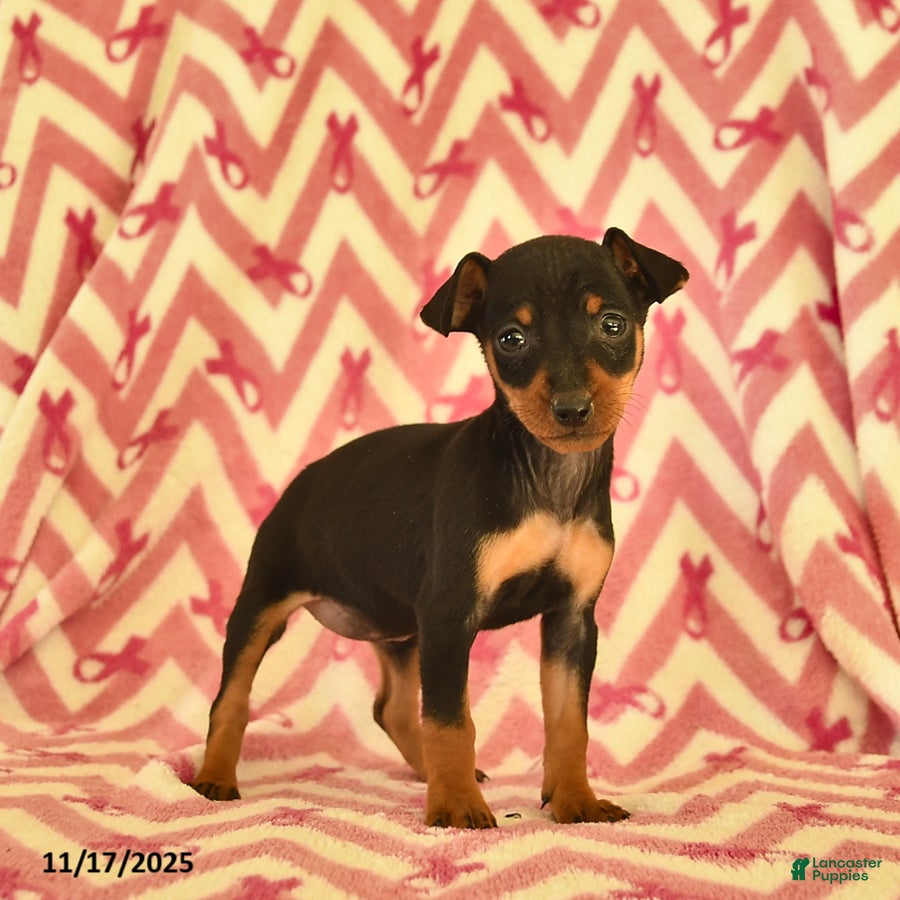 Miniature Pinscher dogs Holly  - Ad 18