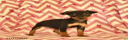 Miniature Pinscher dogs for sale: Holly  - Ad 1