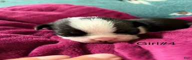 Boston Terrier 4