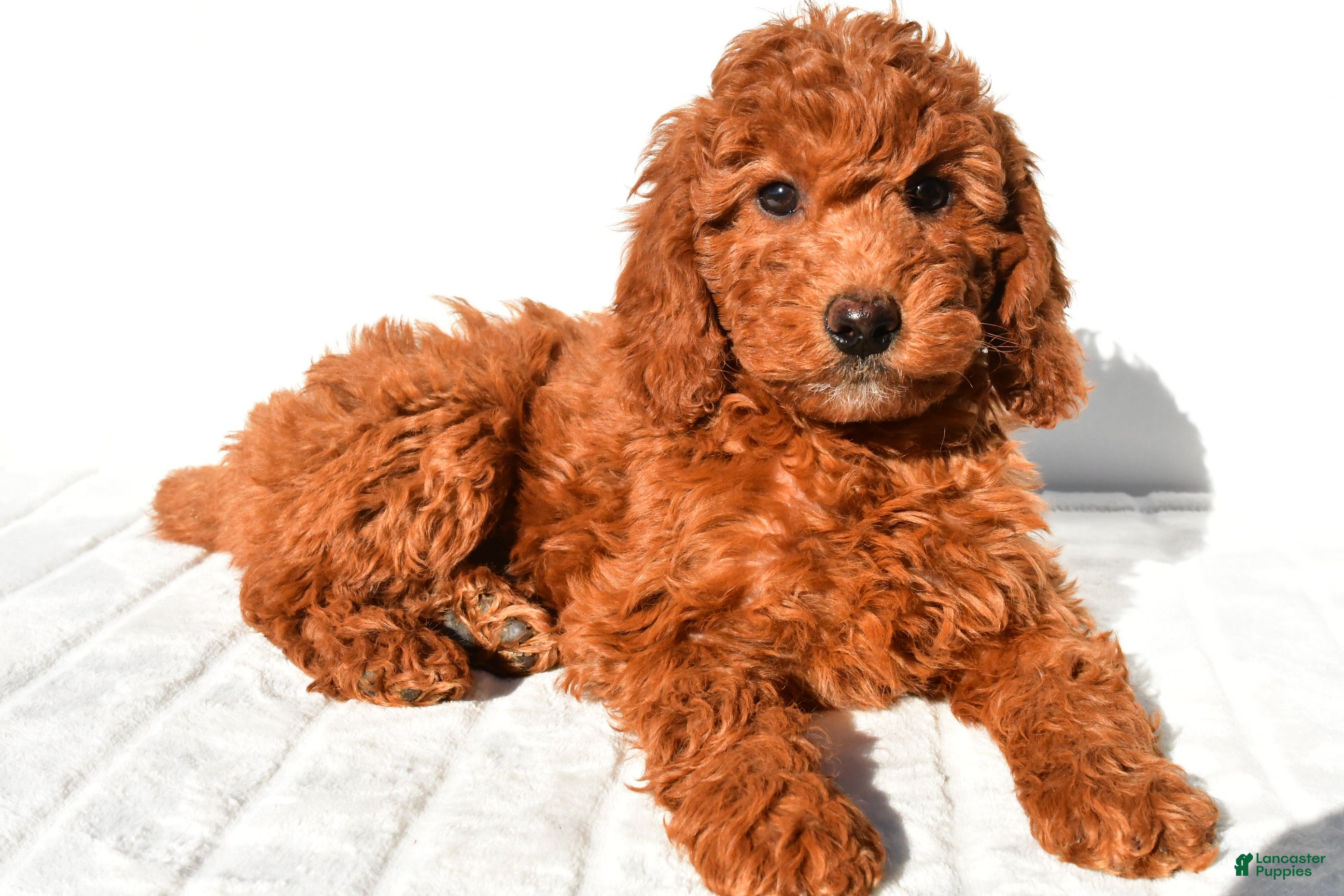 Sienna (Doodle / designer cross, Female) in Baltic, OH