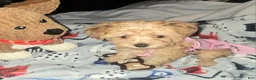 Yorkiepoo dogs for sale: Yorkiepoo Puppy 1 - Ad 3
