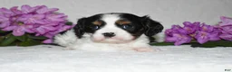 Cavalier King Charles Spaniel dogs for sale: Snoopy - Ad 6