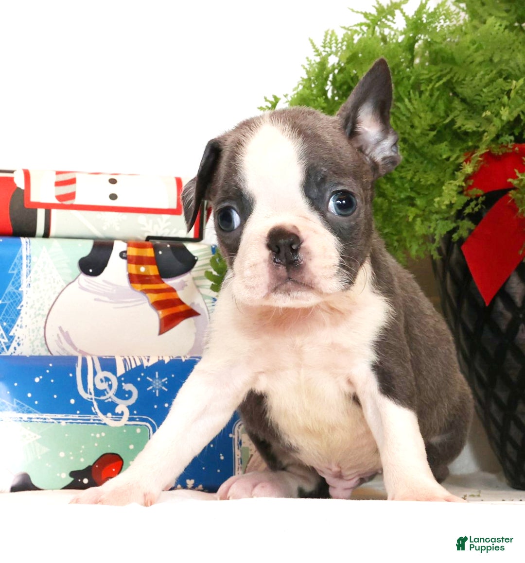 Boston Terrier dogs for sale: Blinker - Ad 4