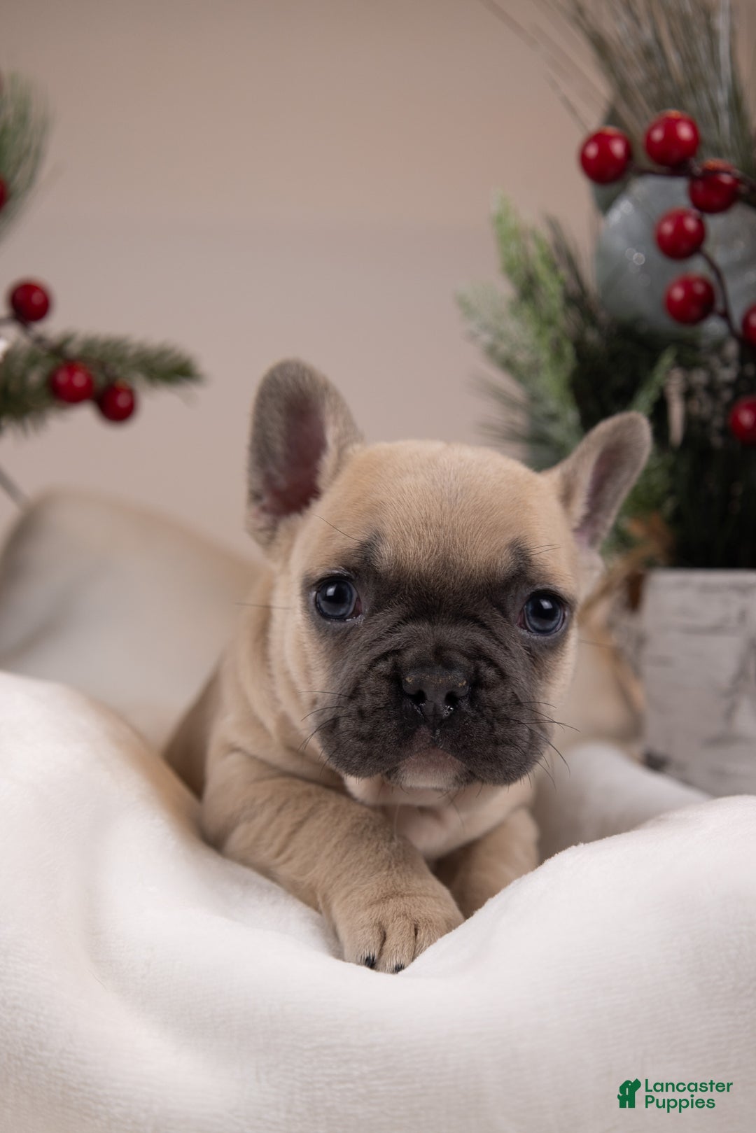 French Bulldog dogs for sale: Bluey - Ad 24