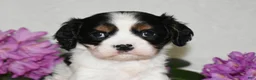 Cavalier King Charles Spaniel dogs for sale: Snoopy - Ad 5
