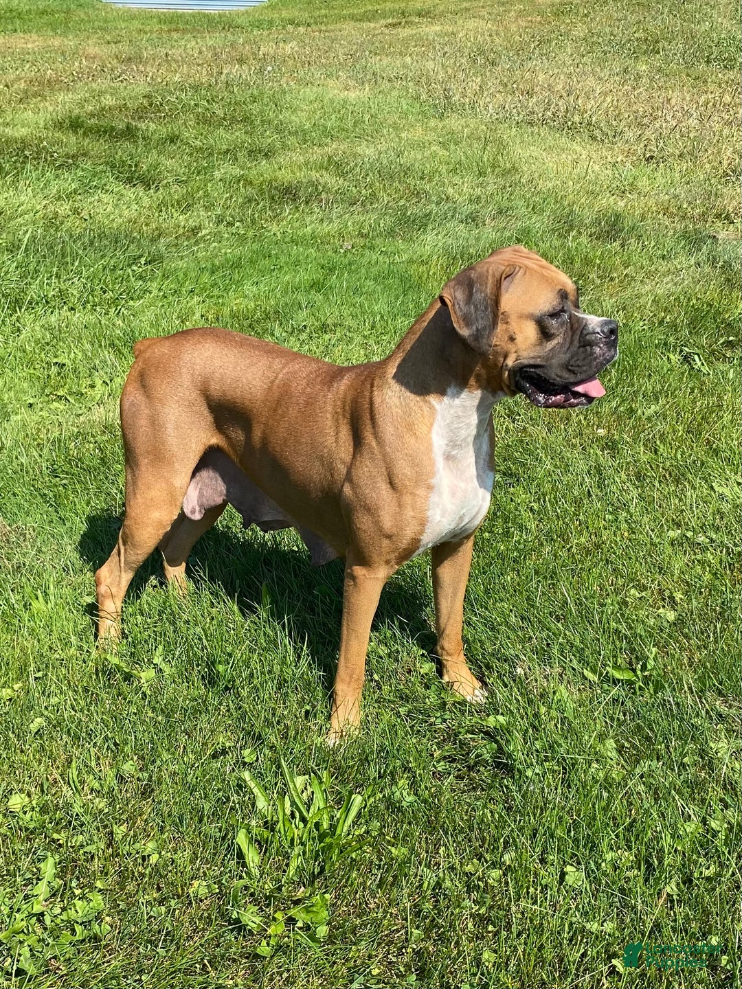 Boxer dogs for sale: Hope - Ad 8