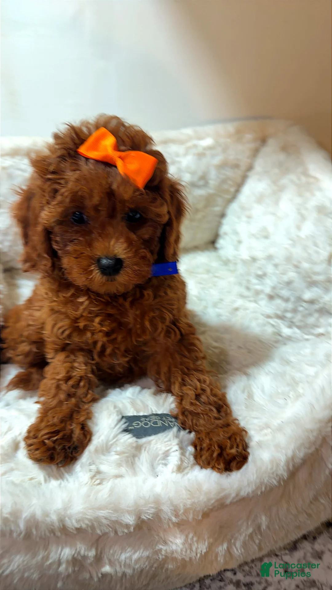 Toy Poodle dogs for sale: Pumpkin  - Ad 2