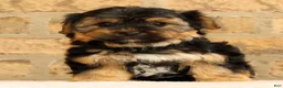Yochon dogs for sale: Charles - Ad 6