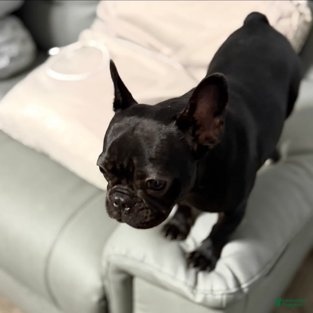 French Bulldog dogs for sale: Coco - Ad 2