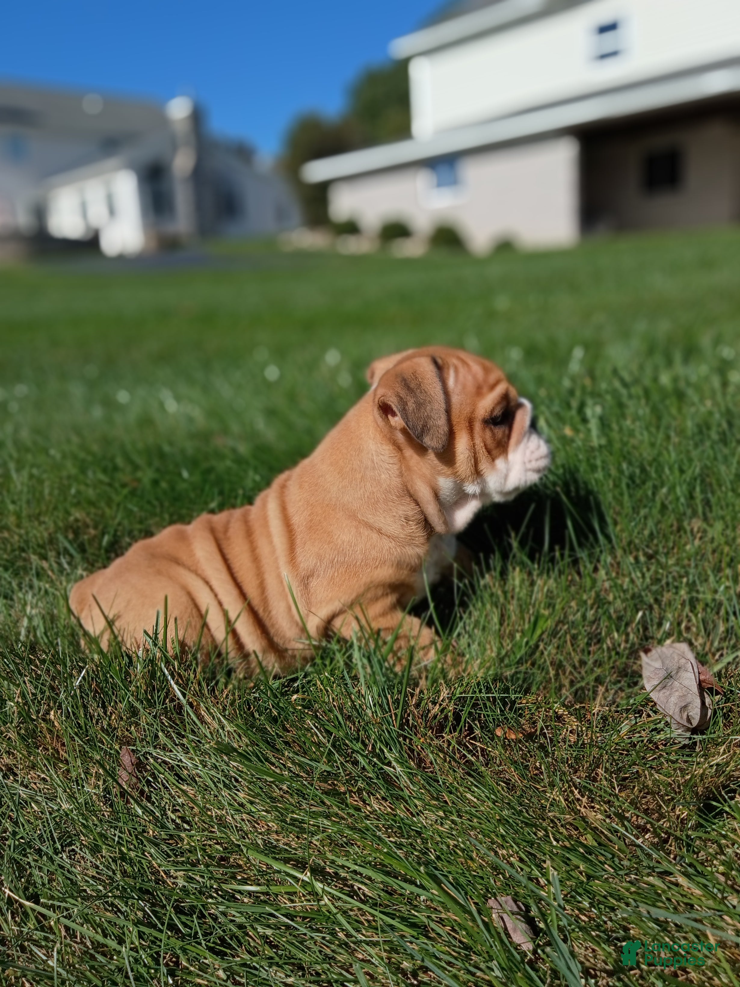 English Bulldog dogs for sale: Autumn  - Ad 2