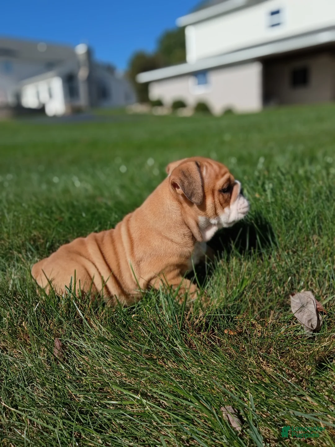 English Bulldog dogs for sale: Autumn  - Ad 2