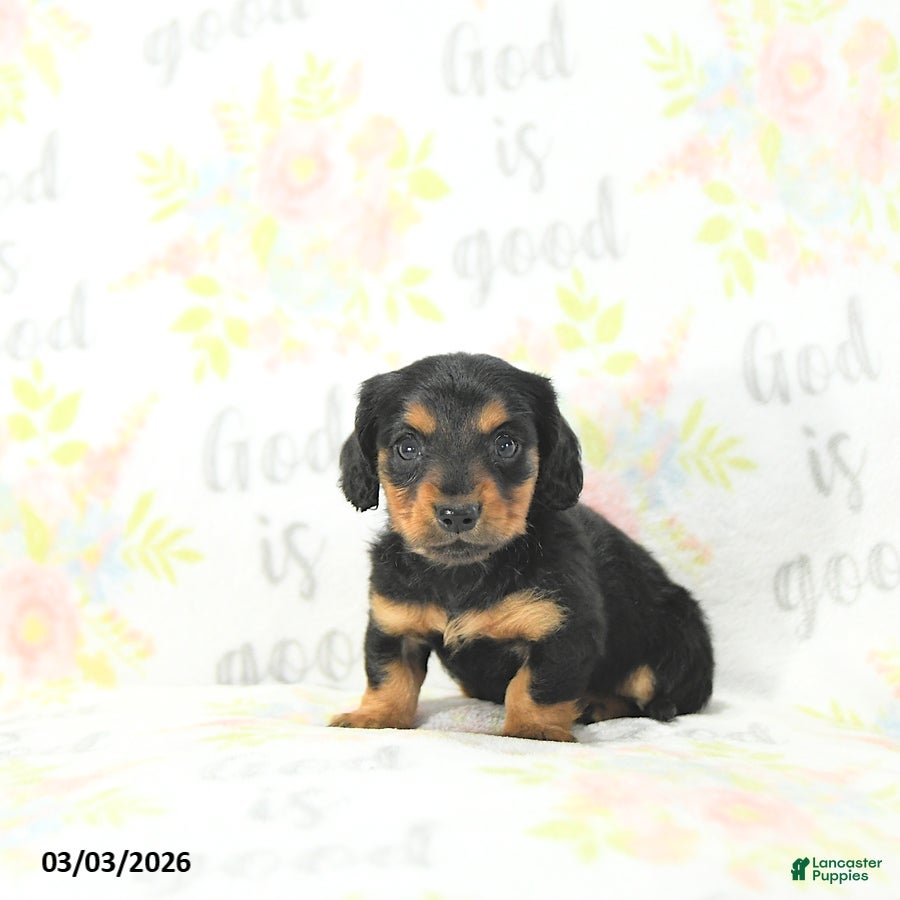 Miniature Dachshund dogs Samson - Ad 2