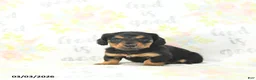Miniature Dachshund dogs for sale: Samson - Ad 2