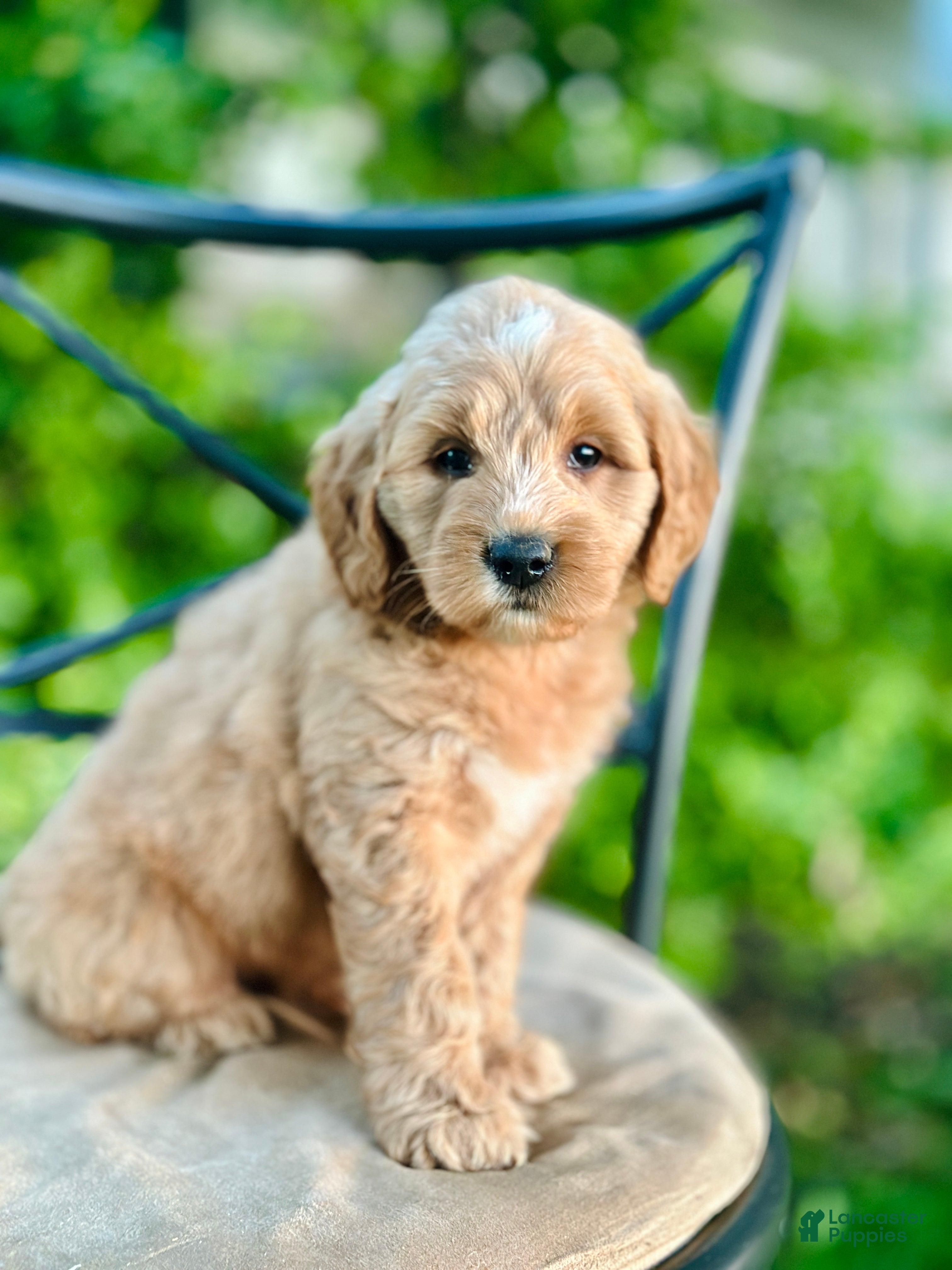 Mini Goldendoodle dogs Percy - Ad 1