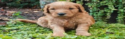 Goldendoodle dogs for sale: Rocky - Ad 12