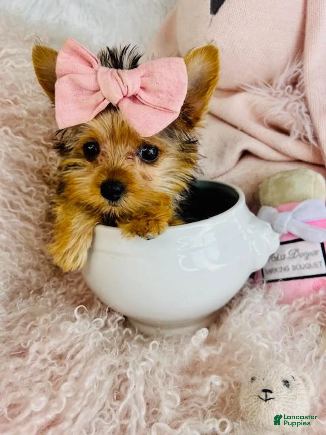 Yorkshire Terrier dogs for sale: Yorkshire Terrier Puppy 1 - Ad 1
