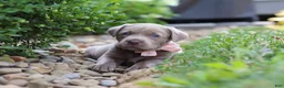 Labrador Retriever dogs for sale: Clover - Ad 2