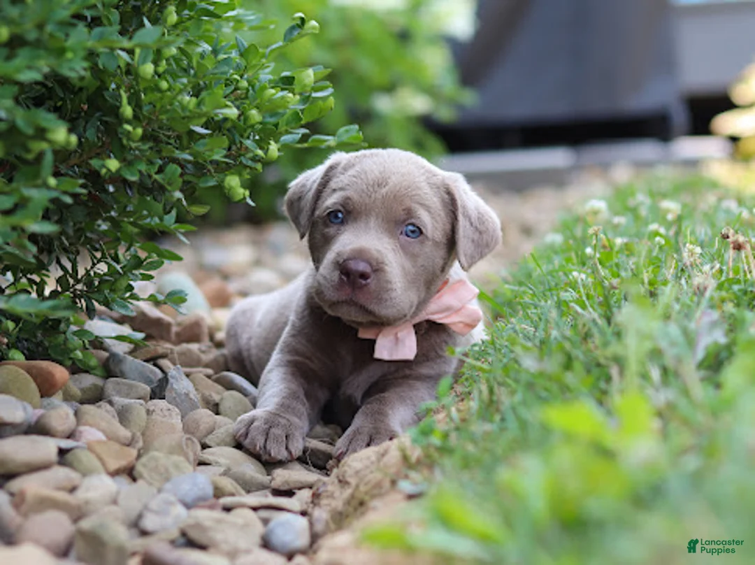 Labrador Retriever dogs for sale: Clover - Ad 2