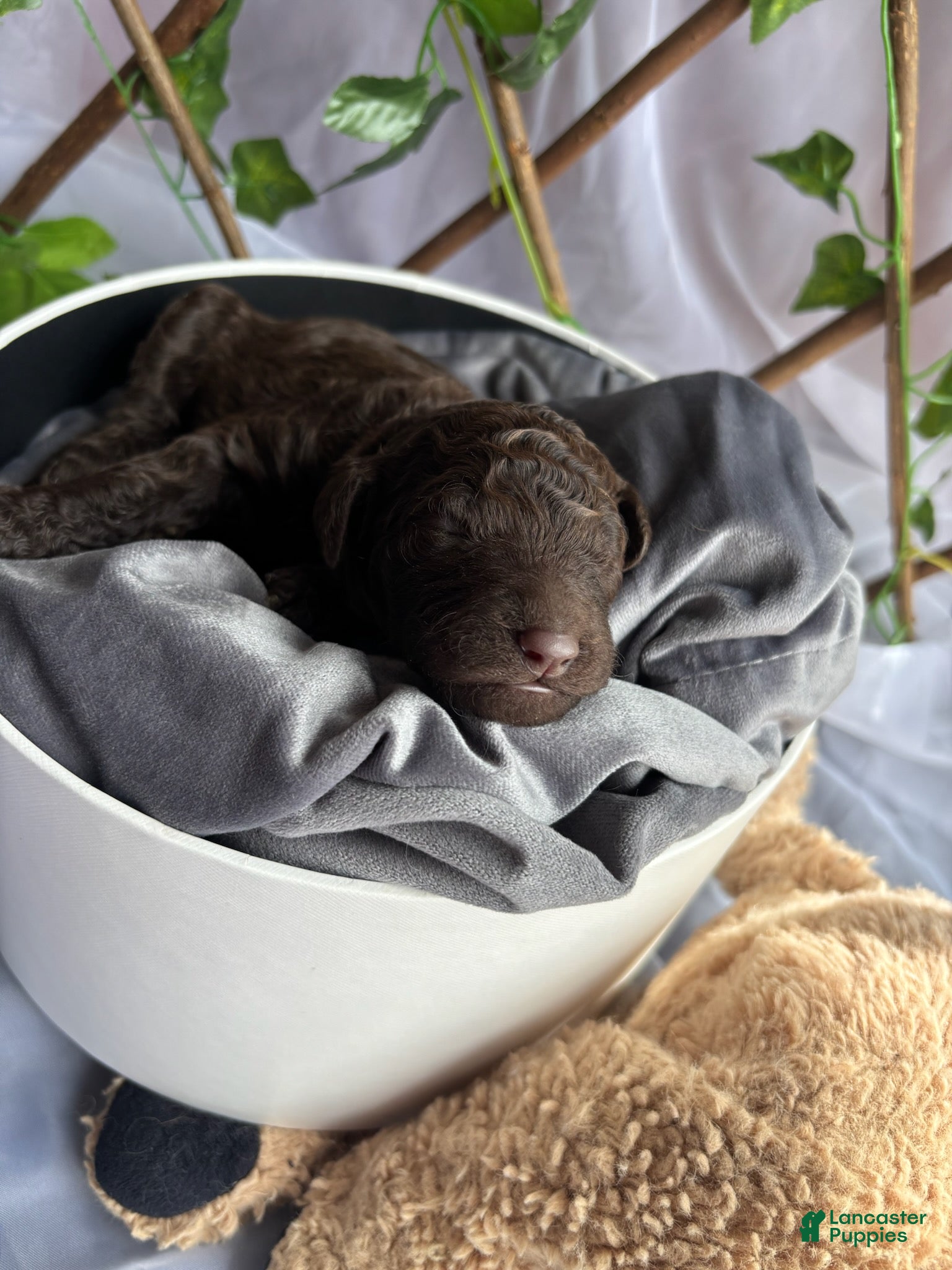 Standard Poodle dogs Rapunzel - Ad 2