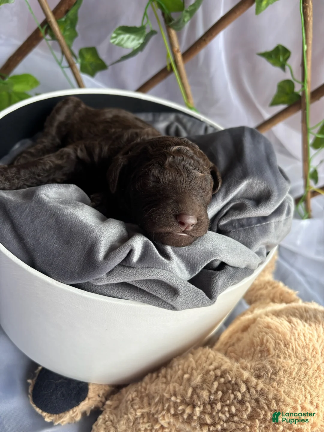 Standard Poodle dogs for sale: Rapunzel - Ad 2