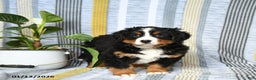 Bernese Mountain Dog dogs for sale: Baxter - Ad 2