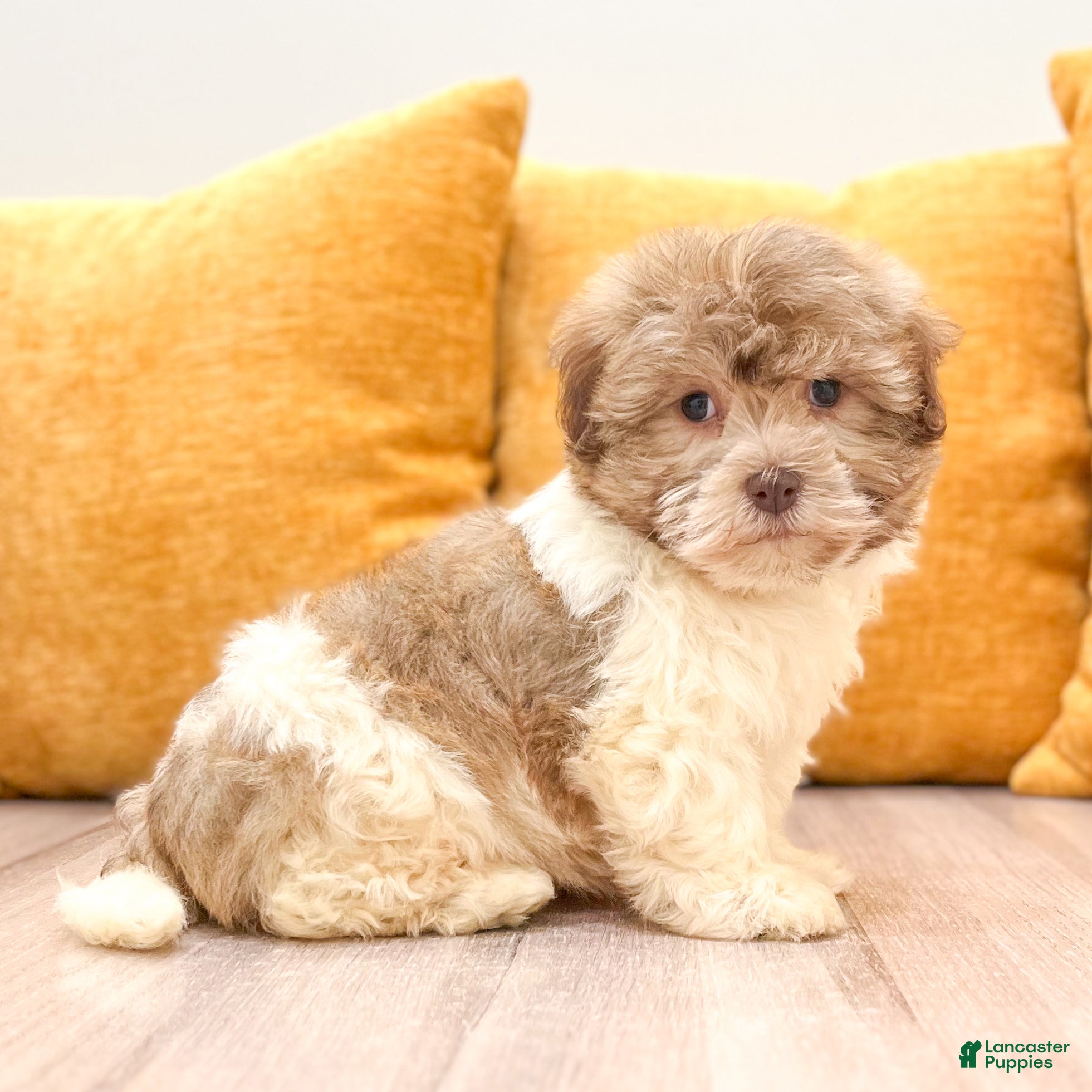 Havanese dogs Mason - Ad 1