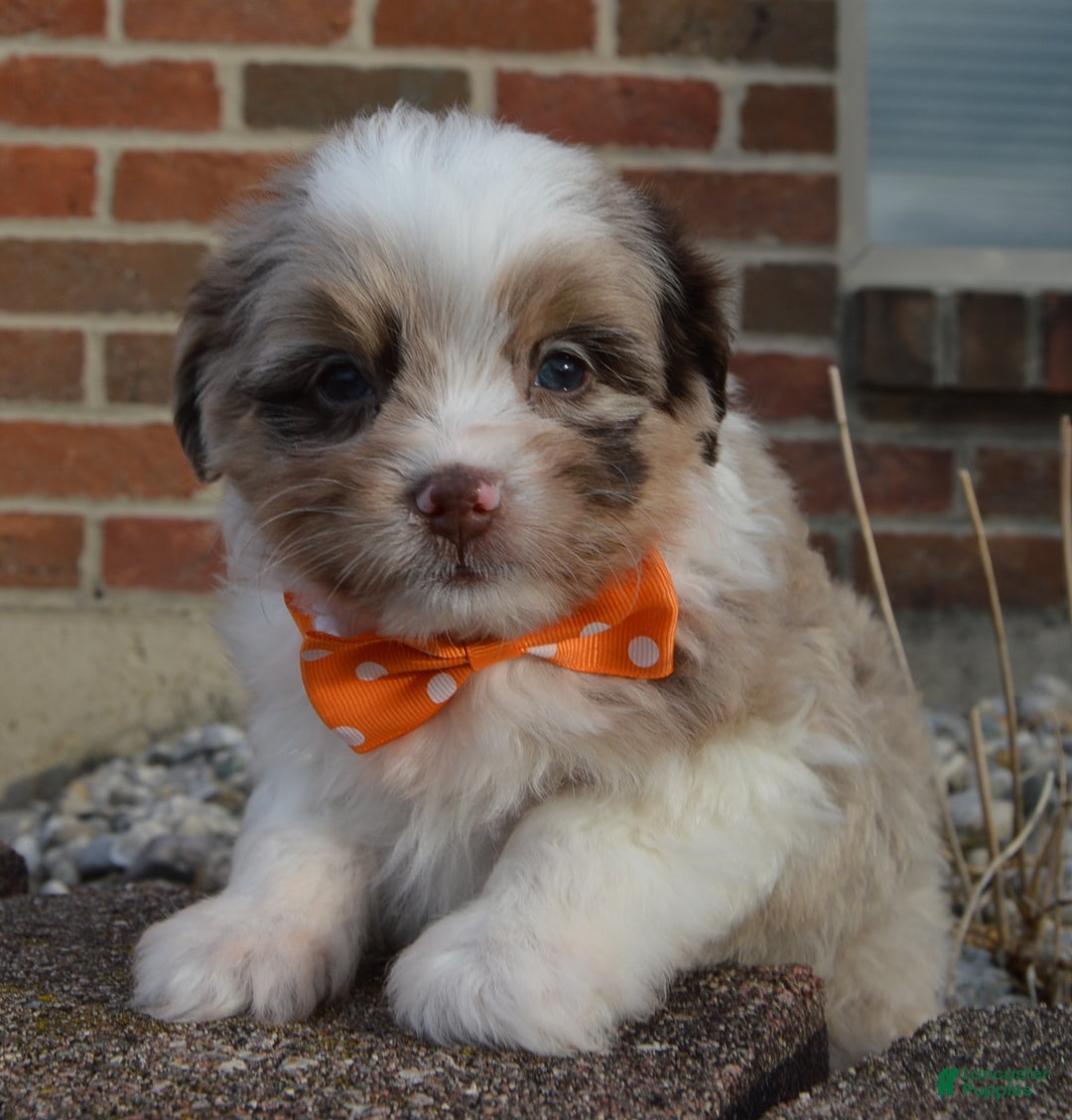 Mini Aussiedoodle dogs for sale: Toy Axel - Ad 11