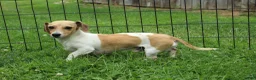 Miniature Dachshund dogs for sale: Jesse - Ad 11