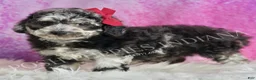 Toy Poodle dogs for sale: Princess - Ad 5