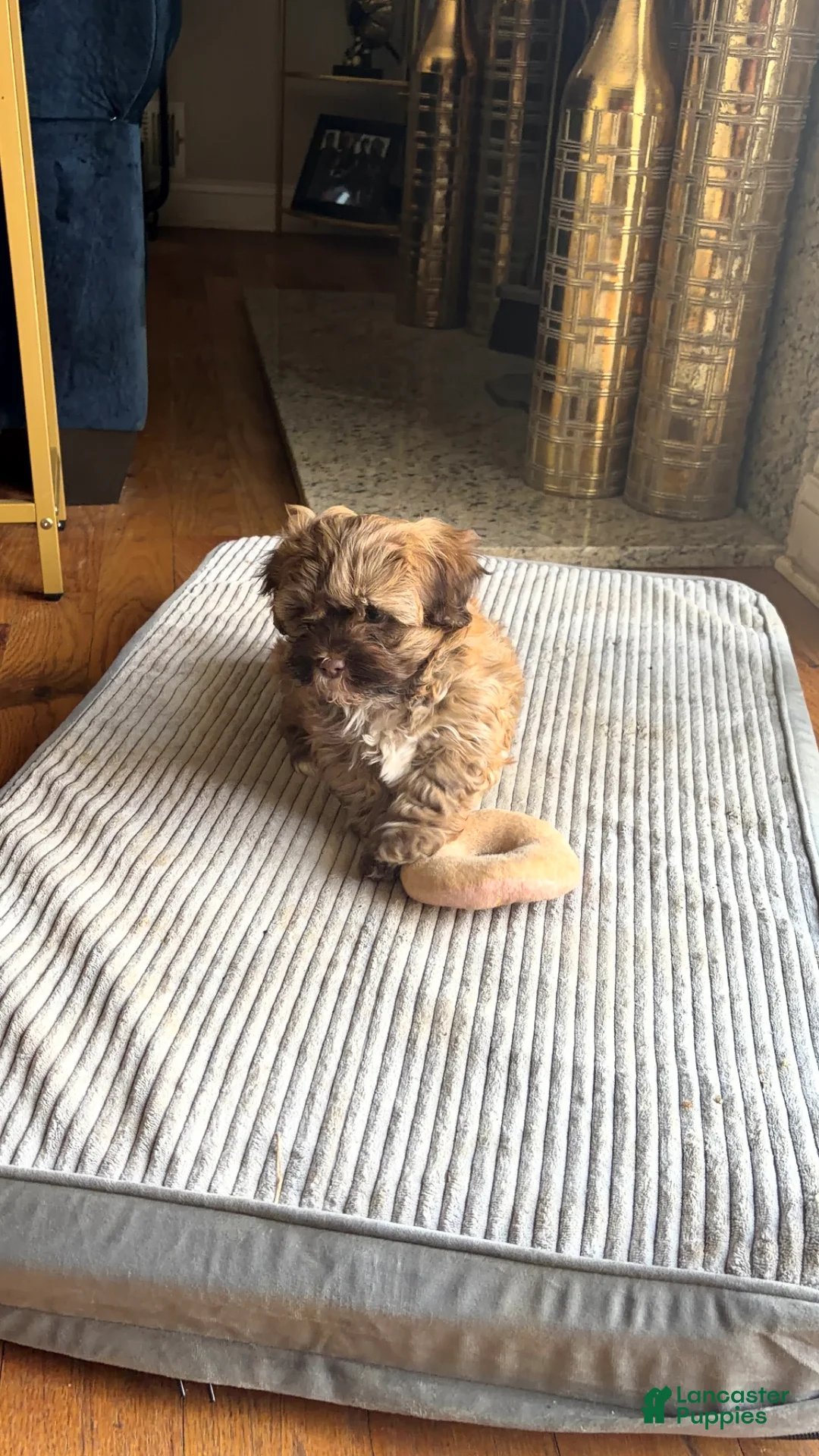 Mixed Breed dogs for sale: Marshmallow  - Ad 13