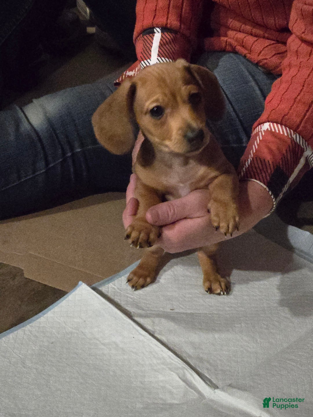 Miniature Dachshund dogs for sale: Miniature Dachshund Puppy 1 - Ad 3
