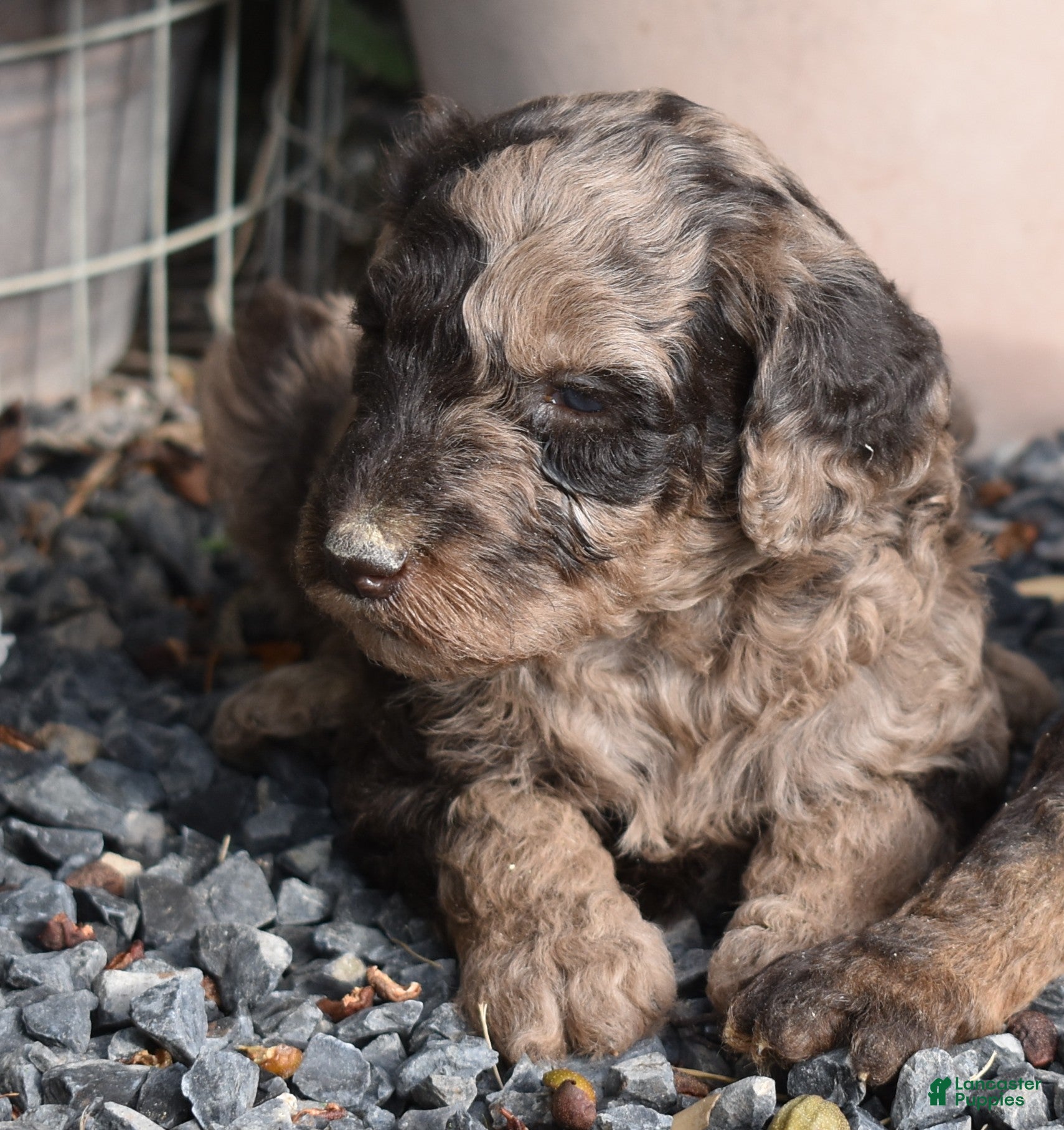 Standard Poodle dogs Standard Poodle 9 Chocolate Merle - Ad 2