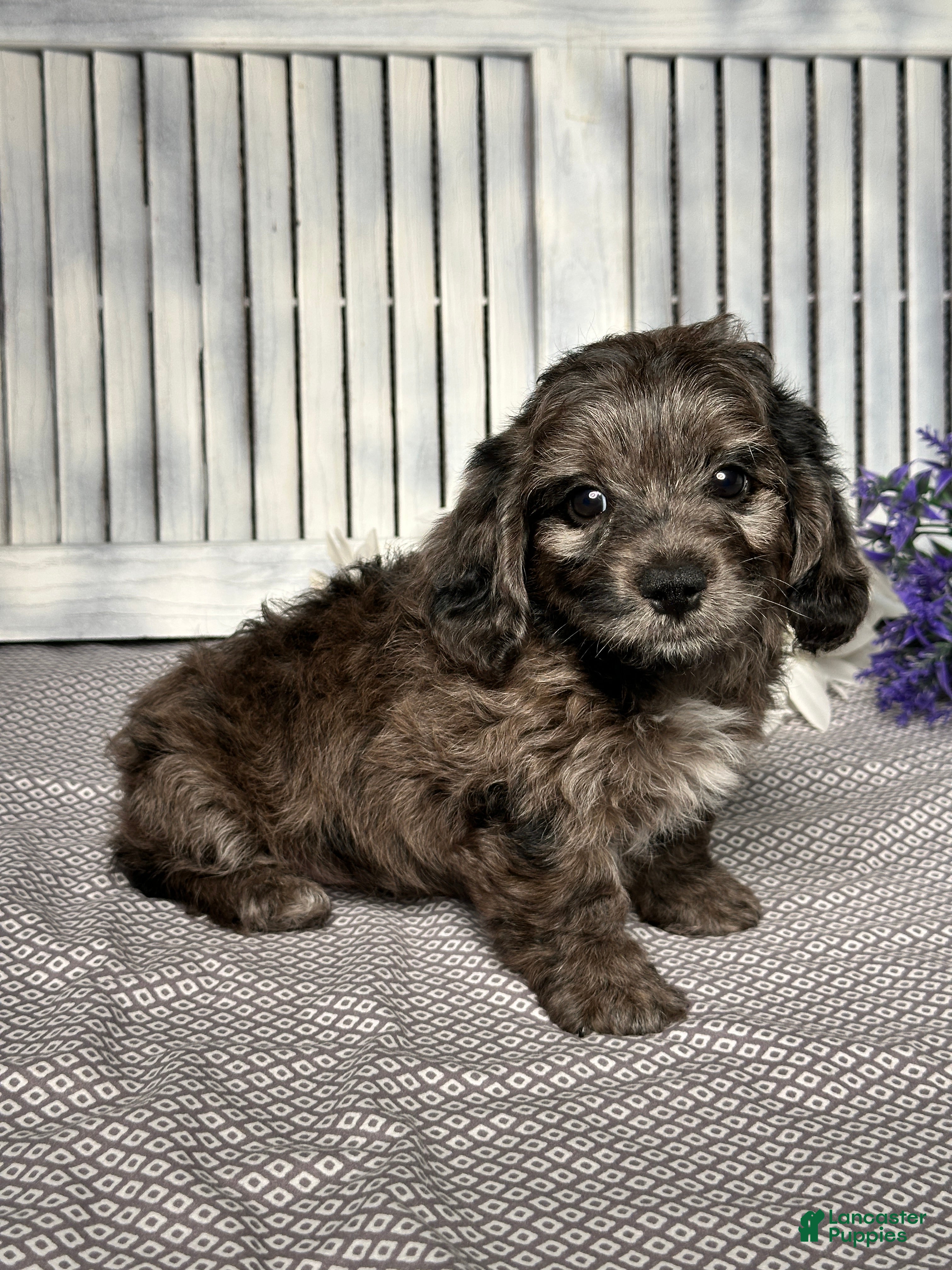 Mixed Breed dogs Wyatt - Ad 2