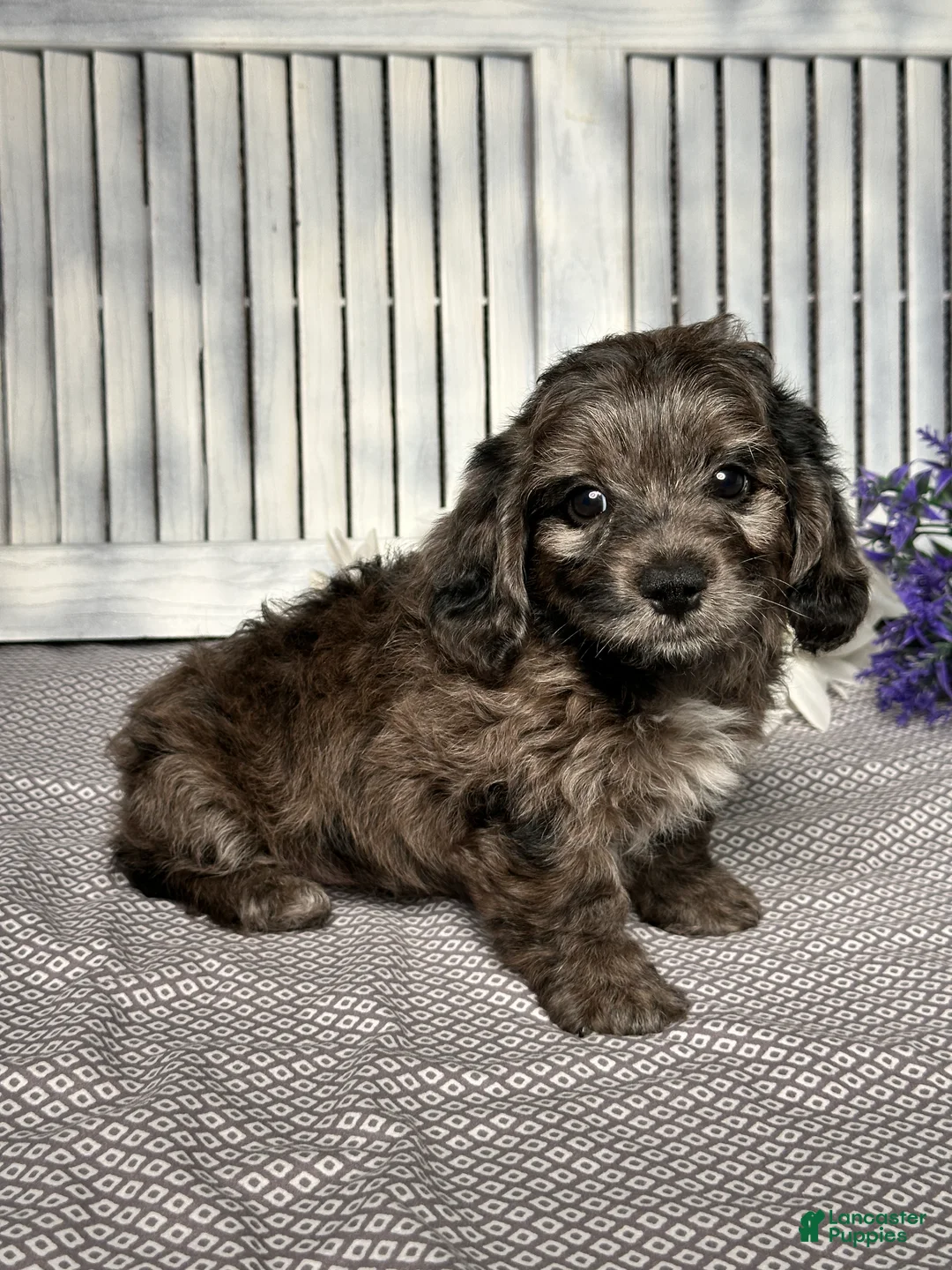 Mixed Breed dogs for sale: Wyatt - Ad 2