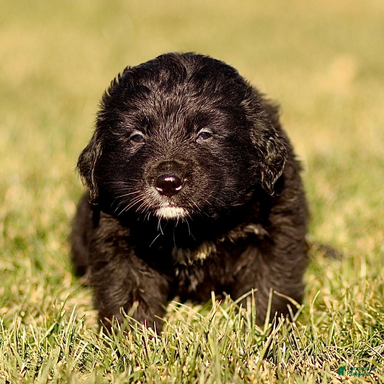 Mixed Breed dogs Leo - Ad 24