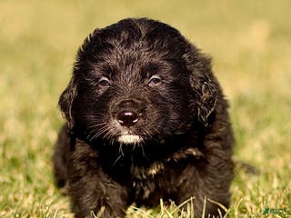 Mixed Breed dogs Leo - Ad 36