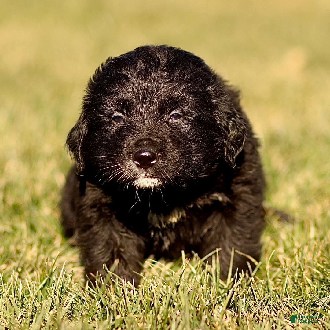 Mixed Breed dogs for sale: Leo - Ad 1